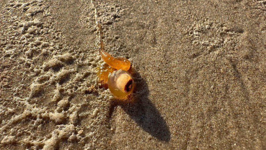 A washed-up Rhyzophisa 