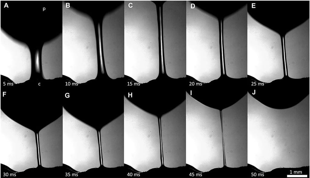 Series of frames illustrating the features of the formation and breakup of a short-lived filament (SLF); (p) is a stainless-steel probe, and (c) is the wound of the M. sexta caterpillar. It takes approximately 45 ms for the SLF to break up and disappear.