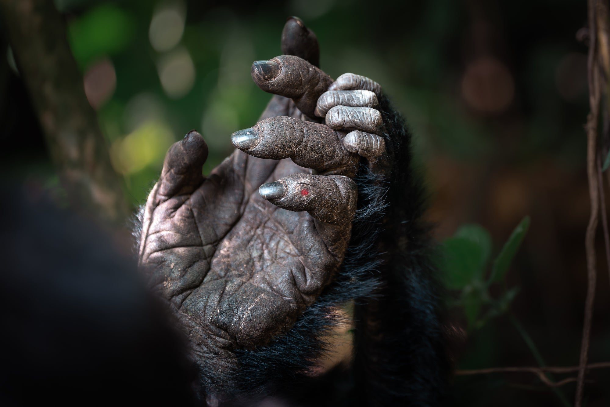 Mother and infant gorilla holding hands