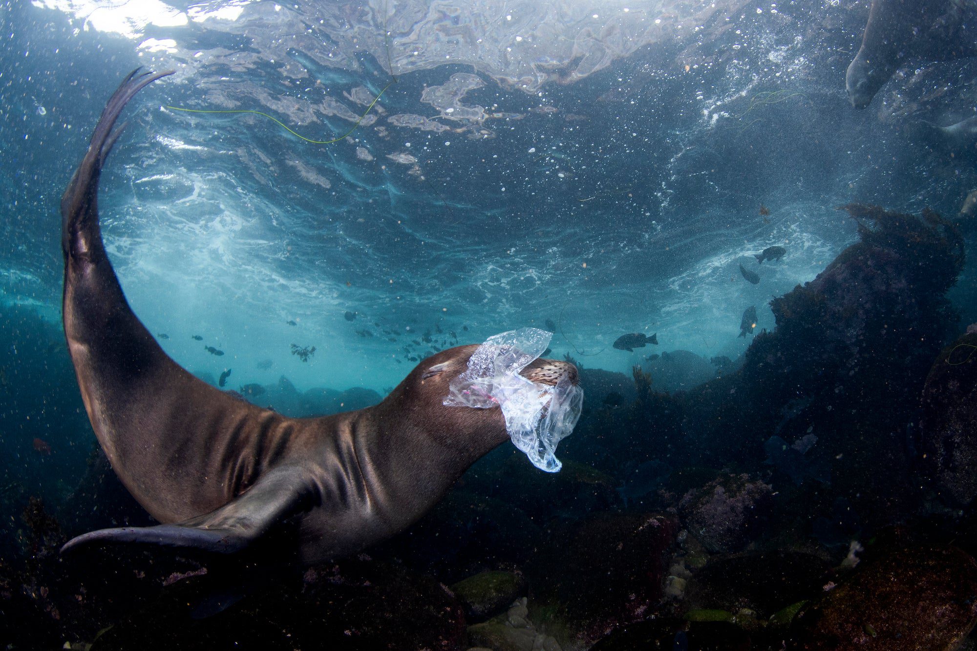 a seal cub holds a piece of plastic in its mouth while swimming underwater