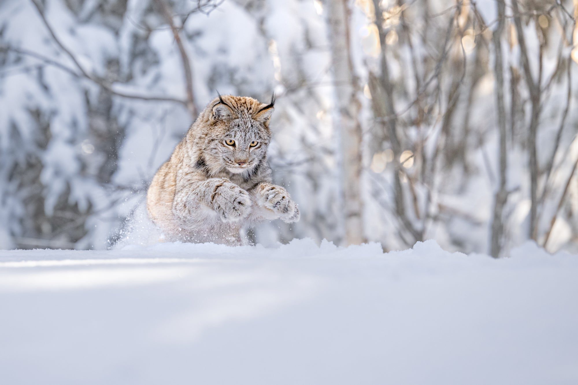 a lynx jumping through the snow