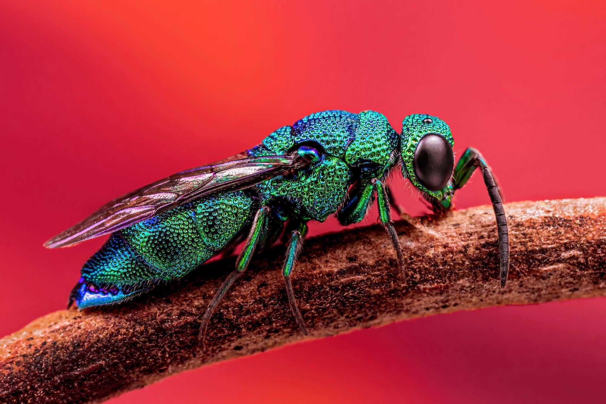 a green and blue wasp on a stick against a red backdrop