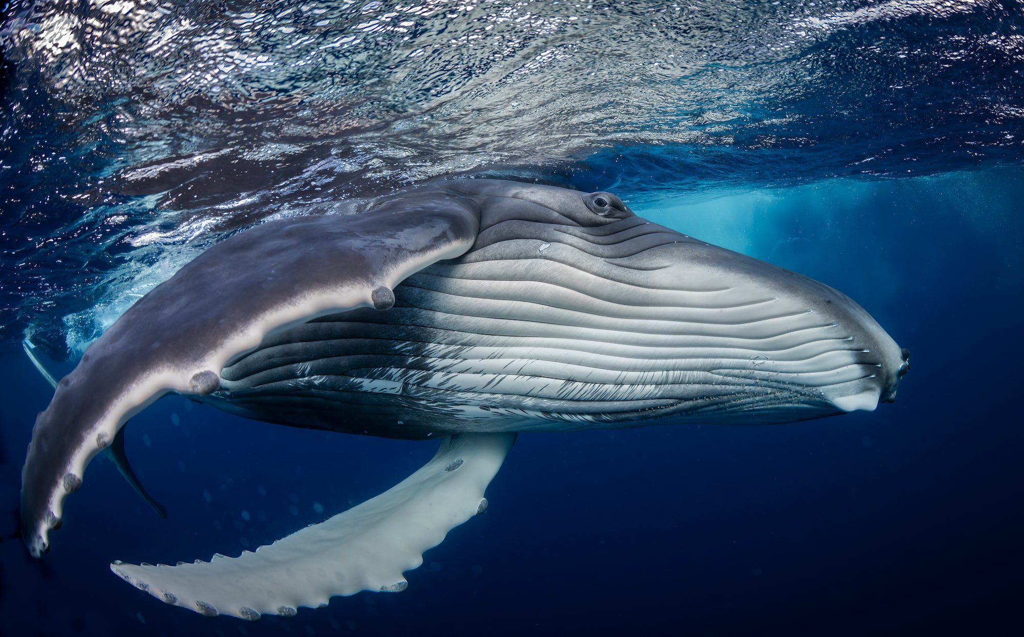 a young humback whale right under the waterline