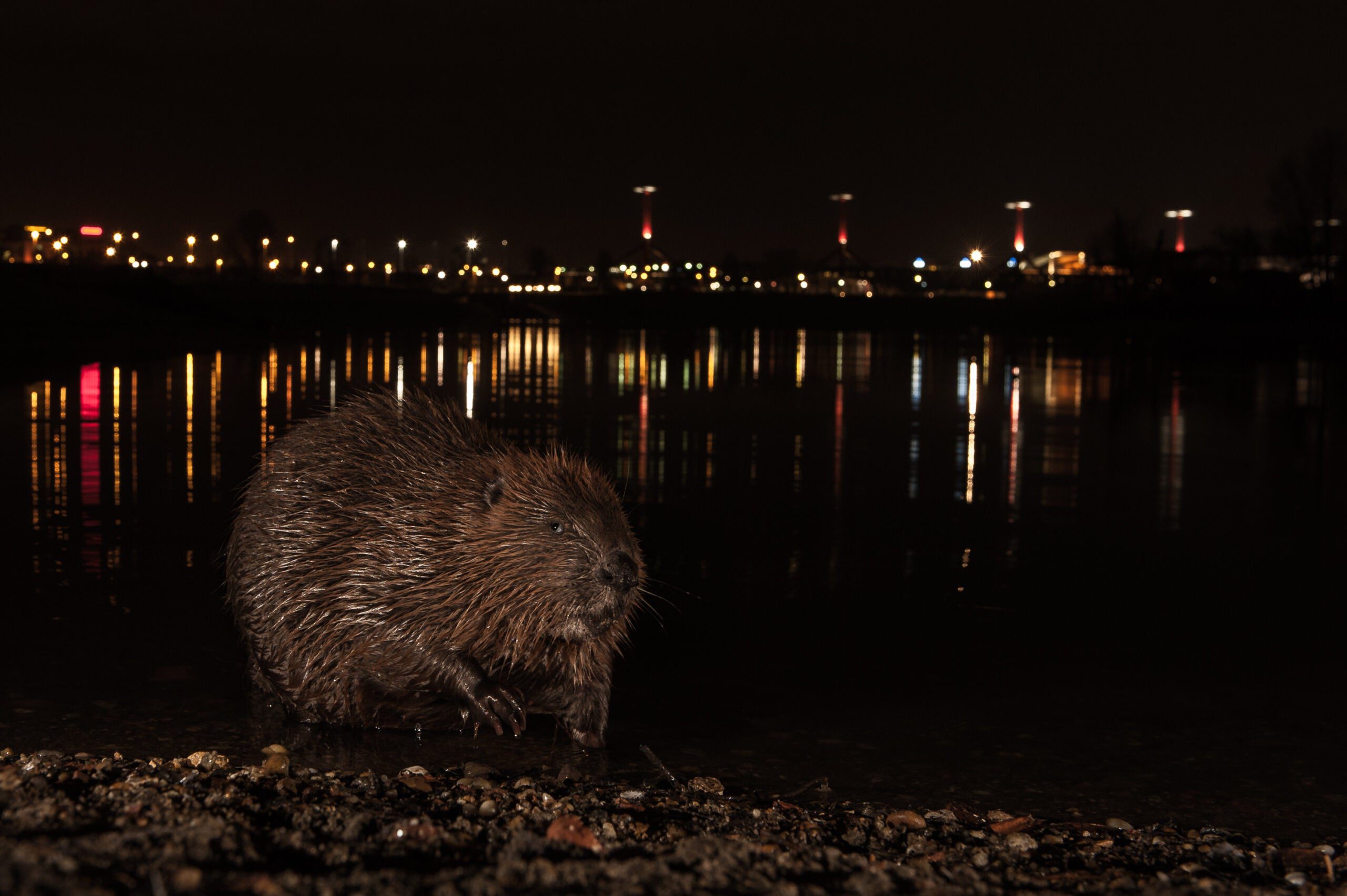 a beaver on the shore with city lights behind it