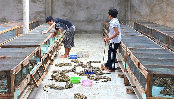 two men working in a python farm. some of the snakes are in wooden boxes with screens, while others are moving around near colorful bowls. 