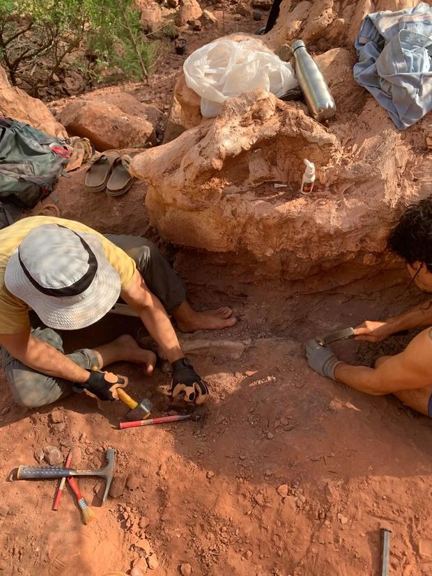 Researchers excavating the fossils