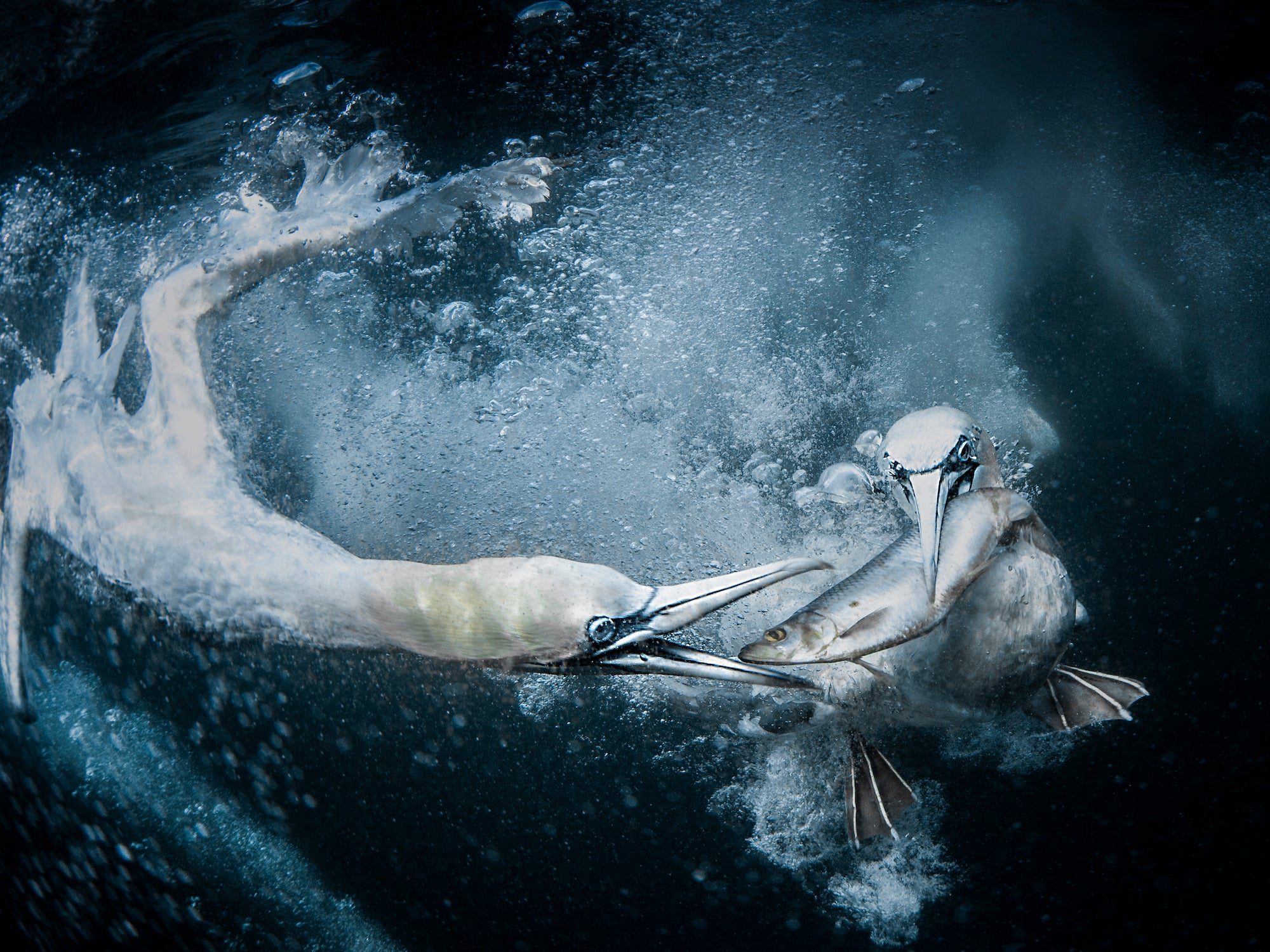 Two gannets under the water fighting for a fish