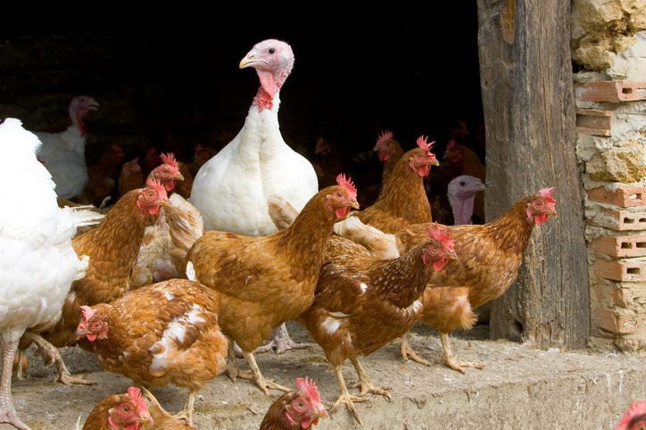 Turkeys and hens grouped together