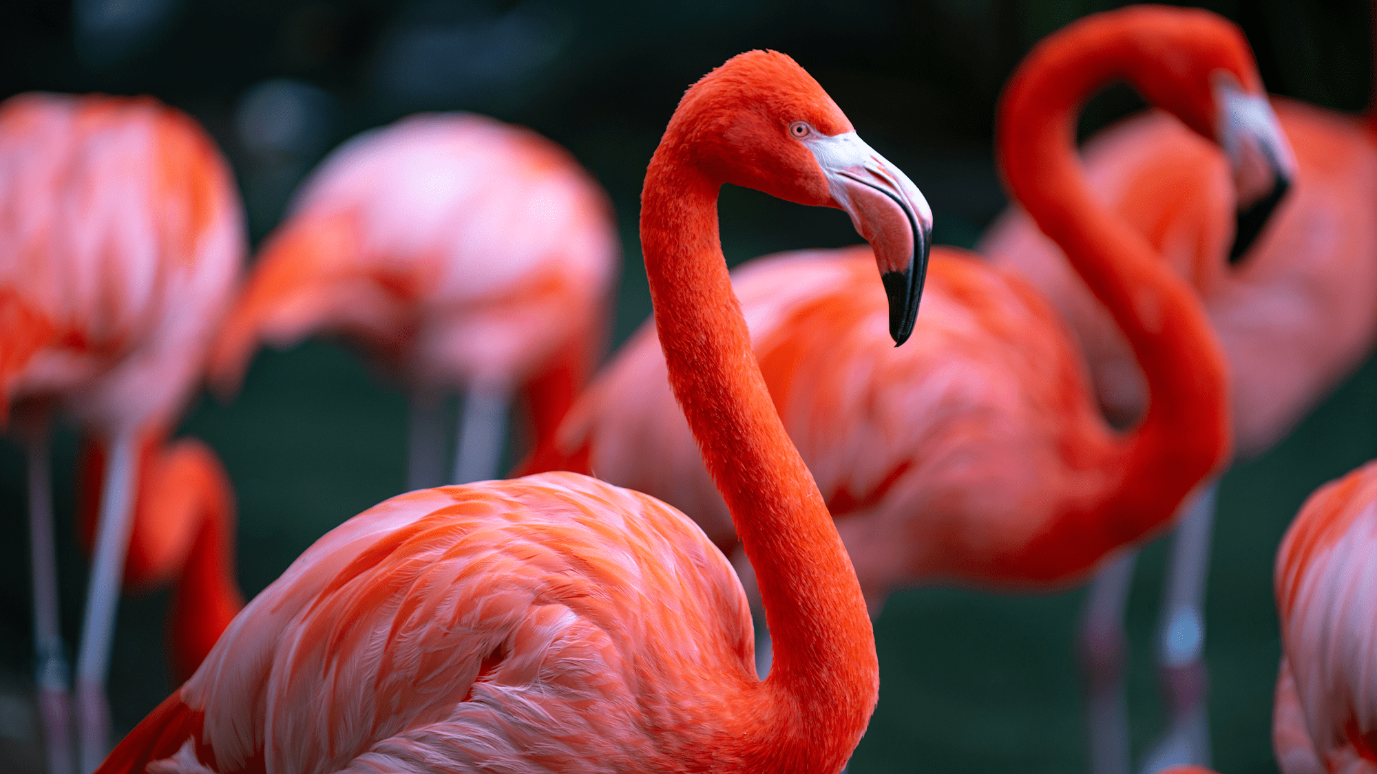 We were very mistaken about birds The Plaza Journal
