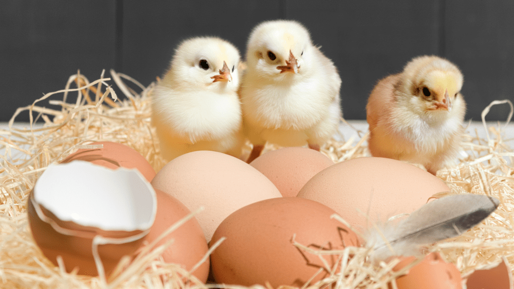 – 20240402chicks and eggs