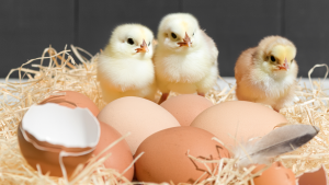 – 20240402chicks and eggs