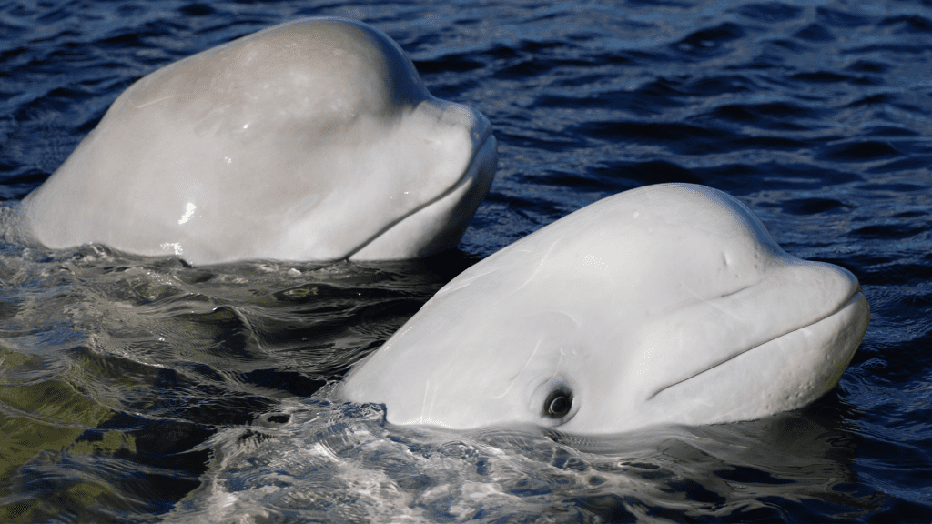 – 20240409beluga whales