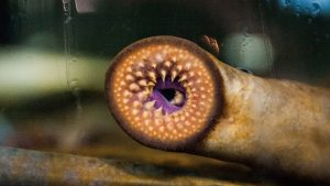 – 20240419lamprey