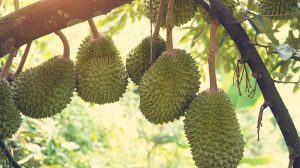 – 202404durian