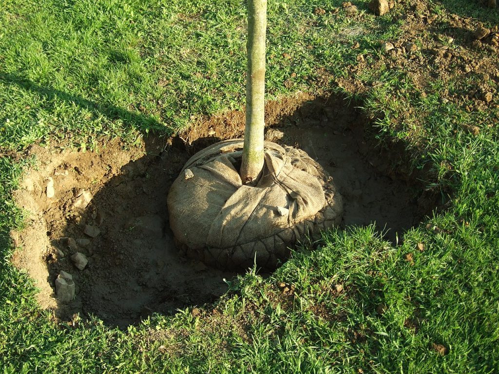 – 202404tree in hole