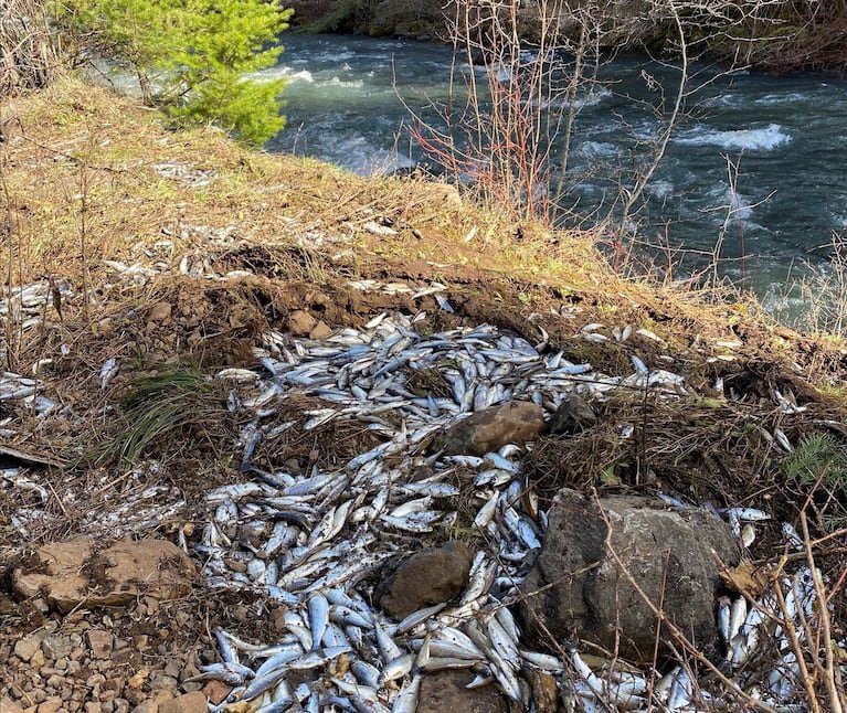 More than 100,000 live salmon were spilled when the truck transporting them overturned in Oregon. But miraculously 77,000 of them had a lucky escape by falling into a nearby creek. Officials from the Oregon Department of Fish and Wildlife (ODFW) explained the 16m (53ft) vehicle rolled over on a sharp corner. It skidded on its side on the pavement, and then went over a rocky embankment causing it to tip onto its roof.