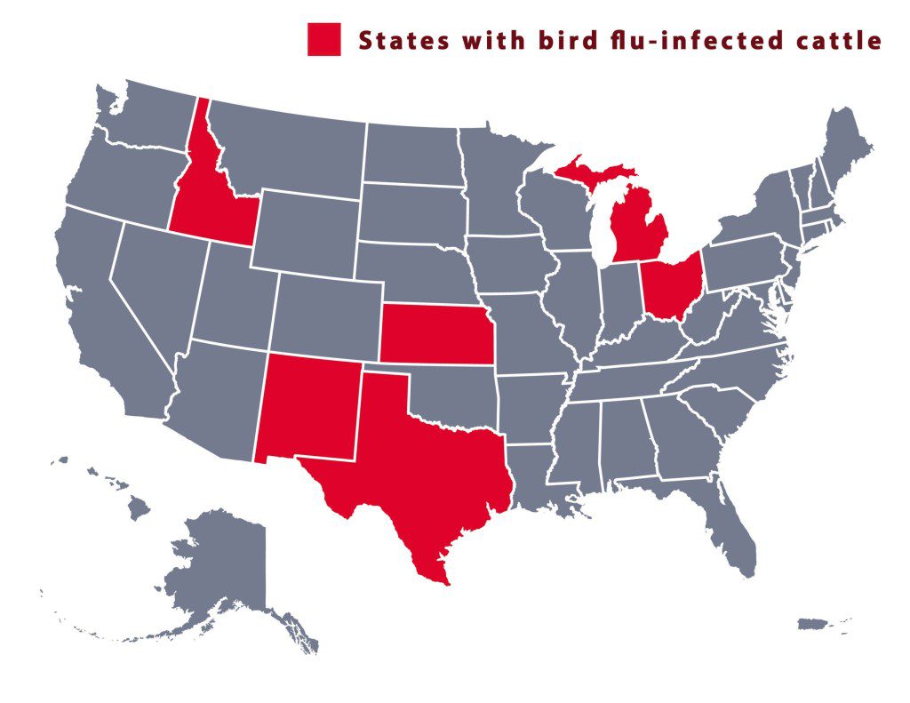 Six US states have cattle infected with bird flu 