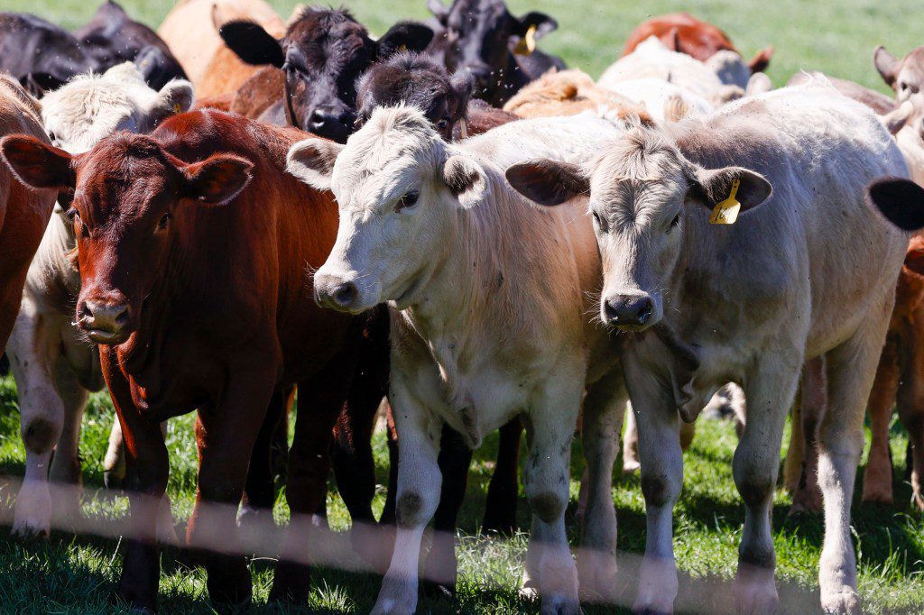 Dairy cows at farms in several US states have fallen ill with bird flu 