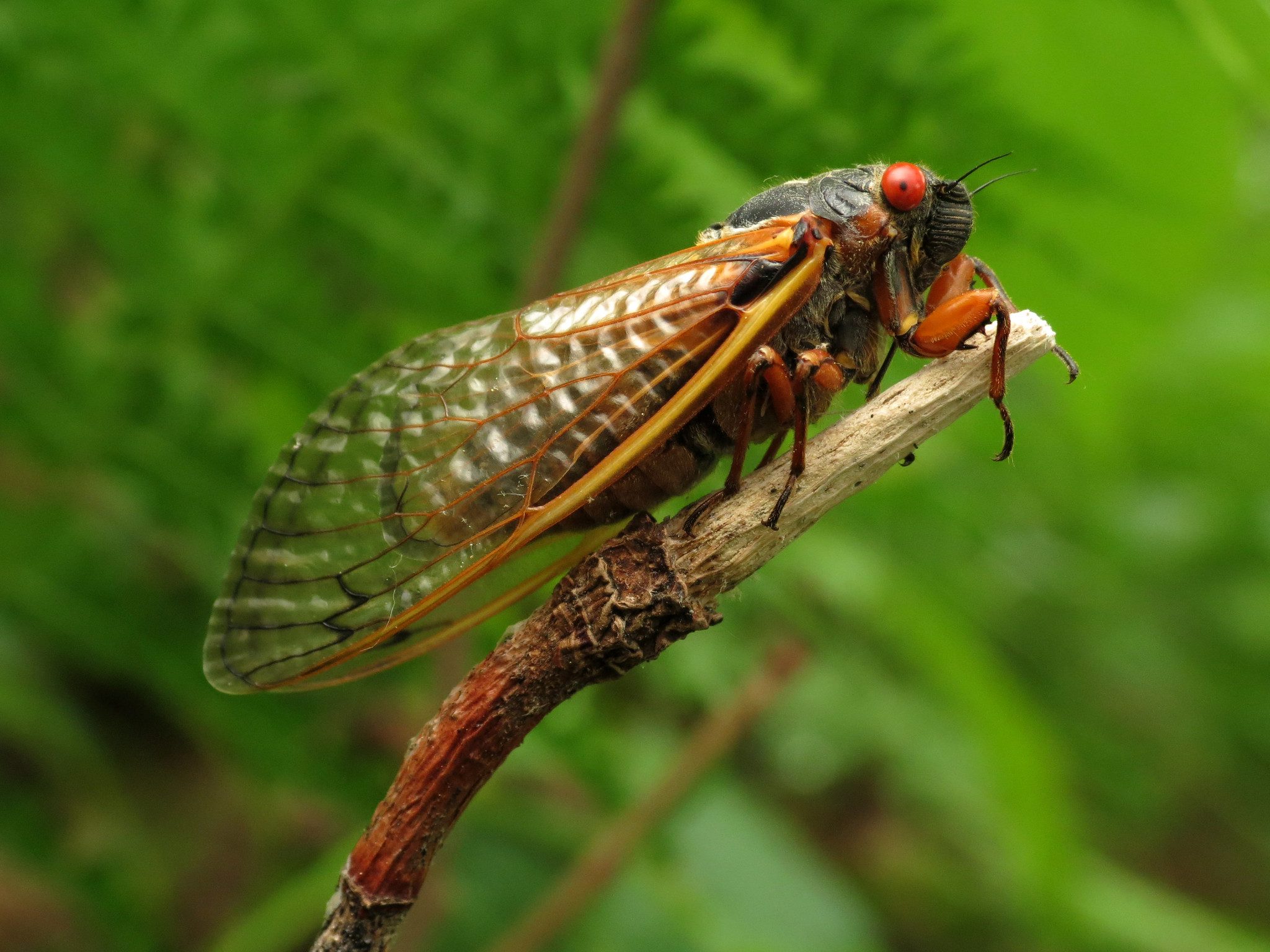 A Brood X cicada. 