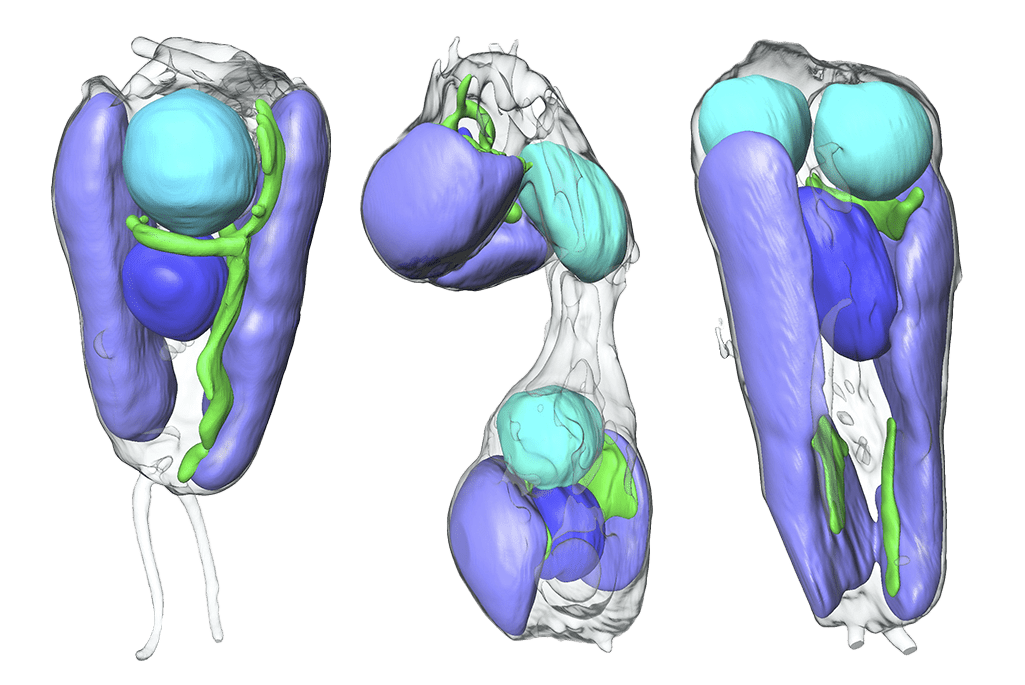 Soft X-ray tomography showing the algae at different stages of cell division. UCYN-A, the nitrogen-fixing entity now considered an organelle, is cyan; the algal nucleus is depicted in blue, mitochondria are green, and chloroplasts are lilac. Credit: Valentina Loconte/Berkeley Lab