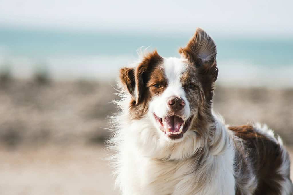 border collie dog