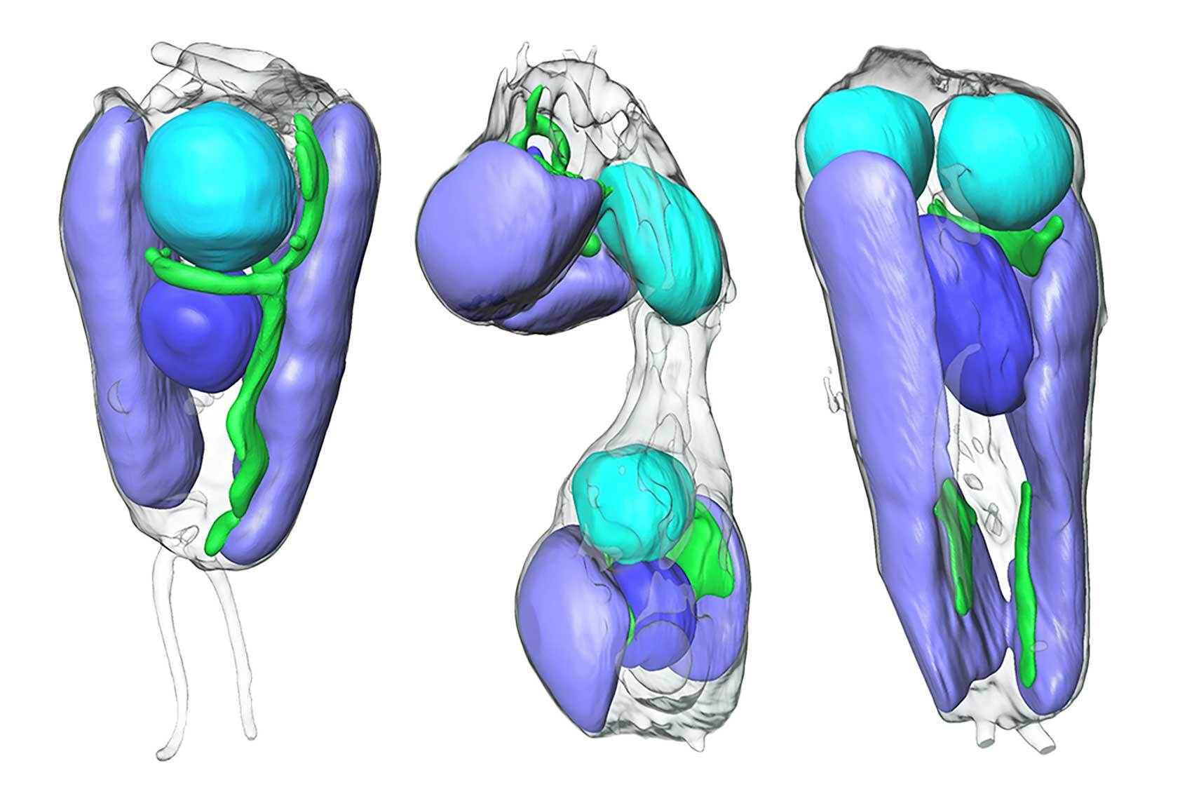 These images, generated by soft X-ray tomography performed by Berkeley Lab scientists, show the algae at different stages of cell division. UCYN-A, the nitrogen-fixing entity now considered an organelle, is cyan; the algal nucleus is depicted in blue, mitochondria are green, and chloroplasts are lilac.