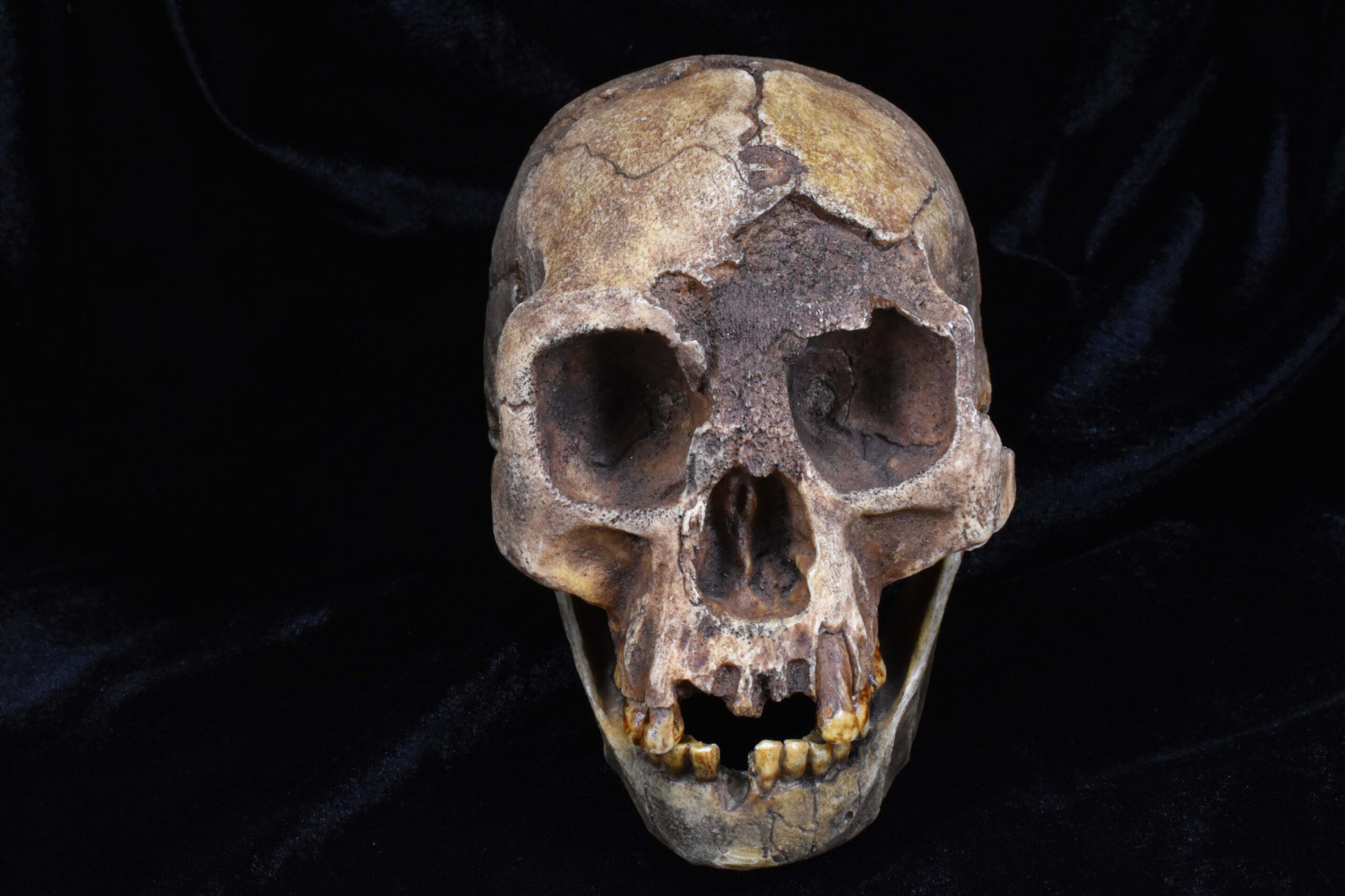 A skull cast of Homo floresiensis