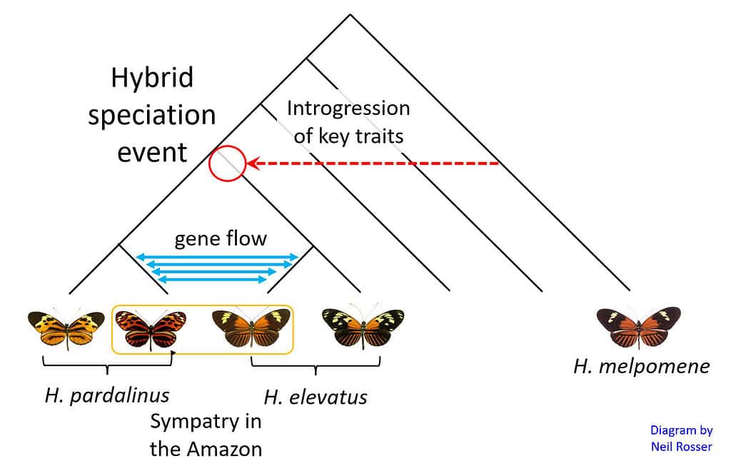 Family tree of the three Heliconius butterflies 