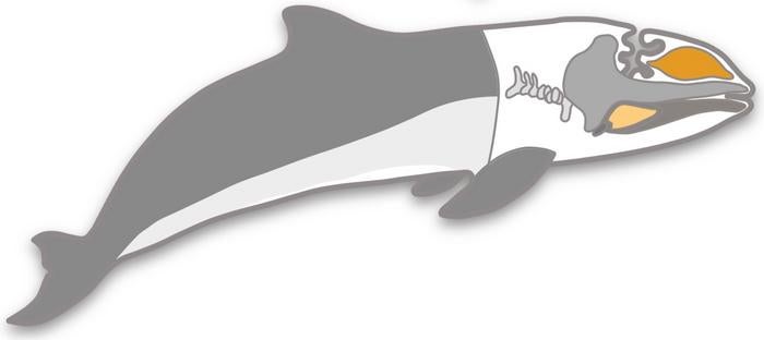 Illustration of the body plan of a toothed whale, with a cross section of the head showing the melon (dark yellow) and the extramandibular fat bodies (light yellow) which are key organs for using sound such as echolocation.