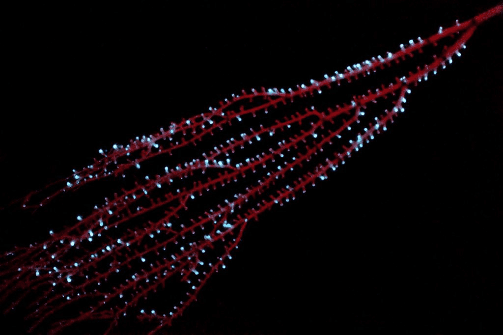 a red branched bamboo color with small white dots indicating bioluminsecnce