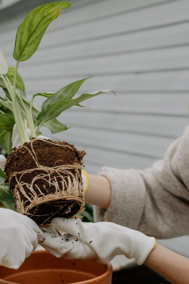 A gardener holds the roots of a plant. (Pexels)