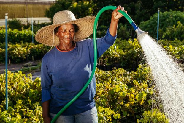 New plantings require more frequent watering than established trees and shrubs. (Pexels)