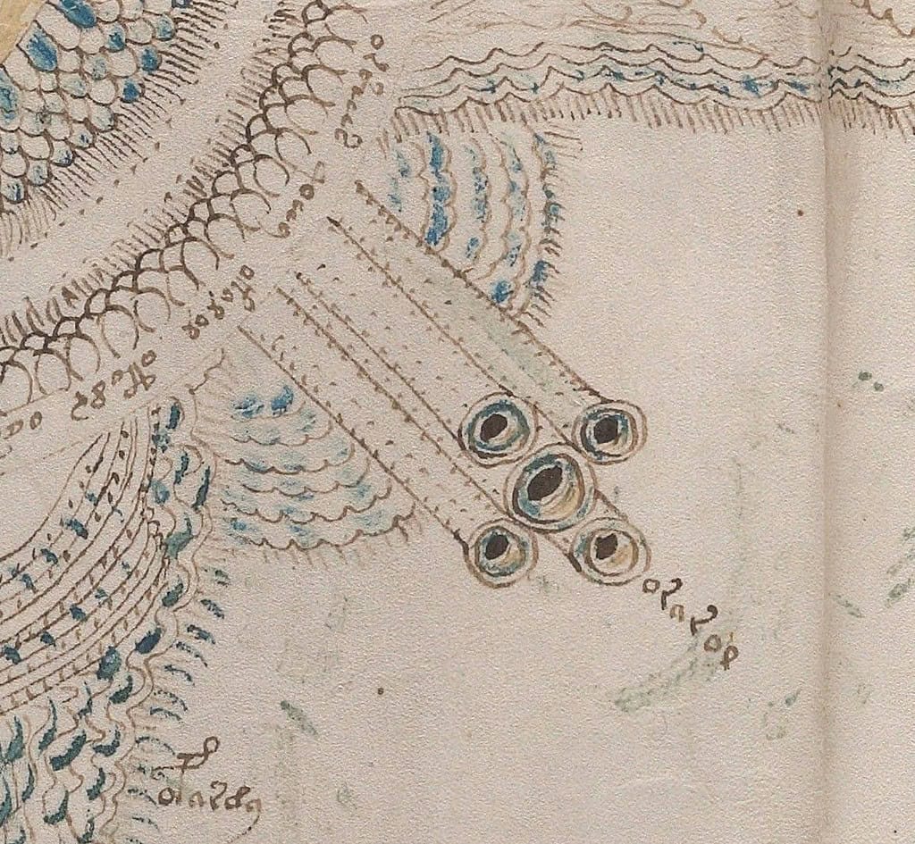 Possible five veins illustration in Voynich Manuscript