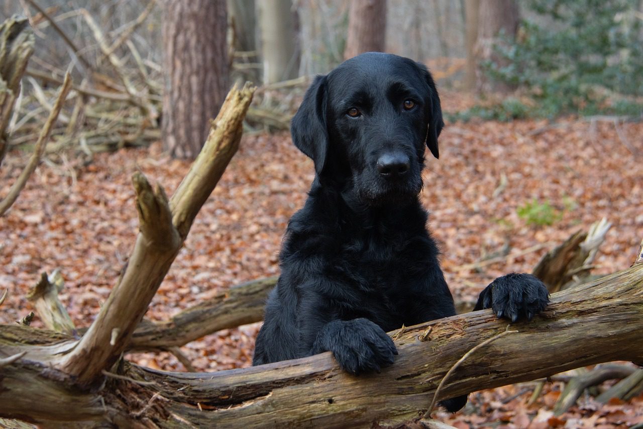 black labrador dog