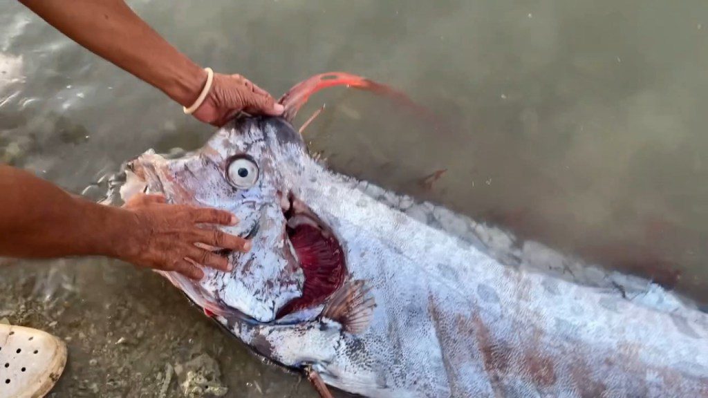 Doomsday fish is caught