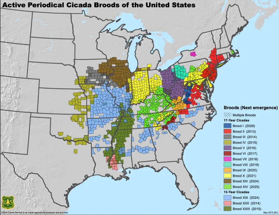 Different periodical cicada broods and their respective territories.