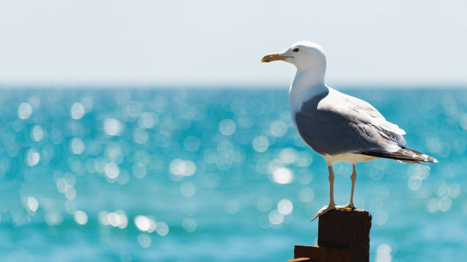 – 20240503seagull ocean