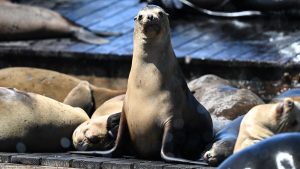 – 20240506sea lion pier 39