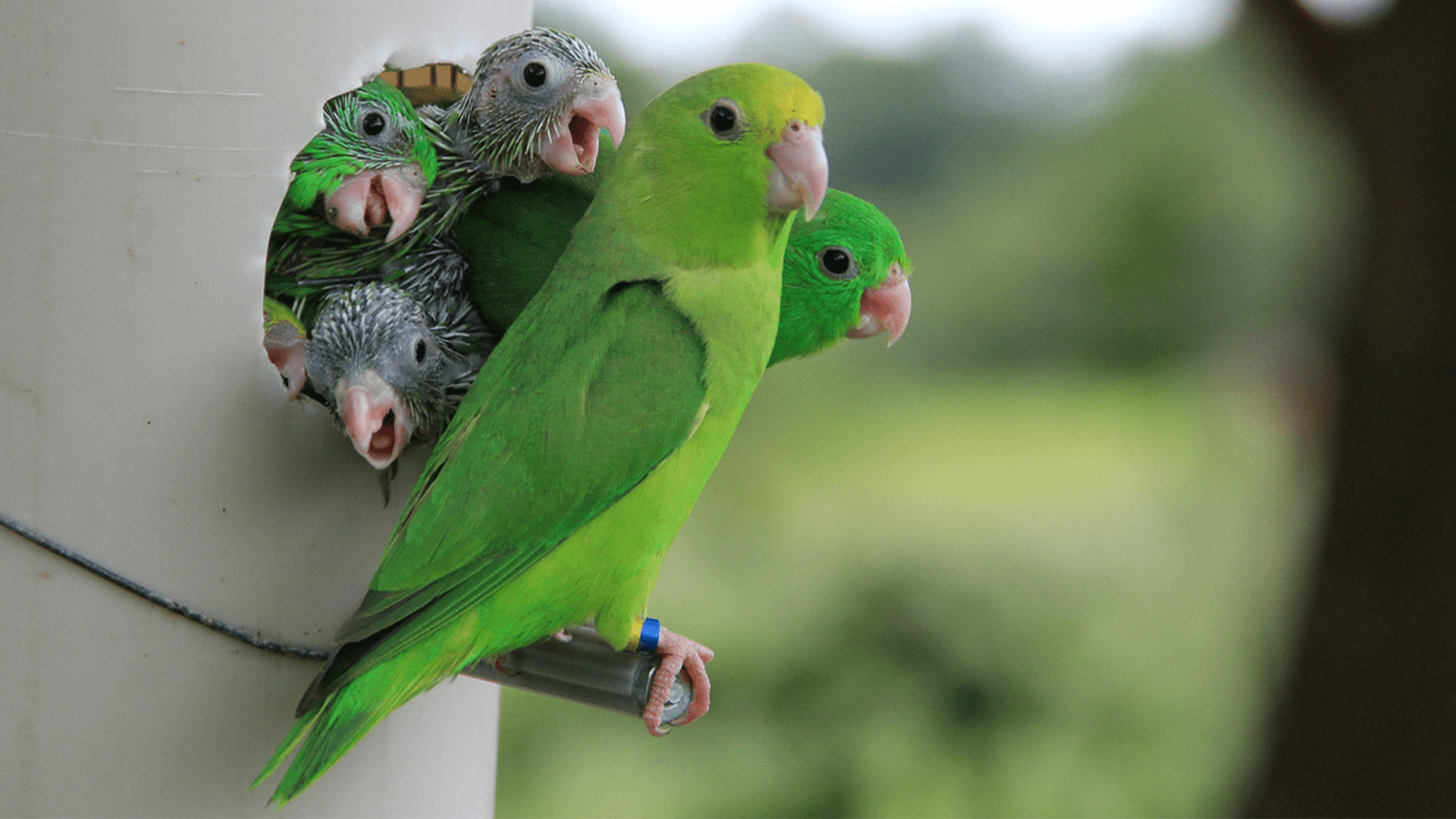 – 20240508green rumped parrotlet