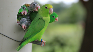 – 20240508green rumped parrotlet