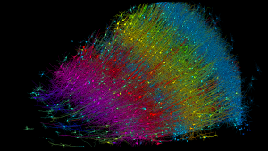 – 20240509Six layers of excitatory neurons colored by depth