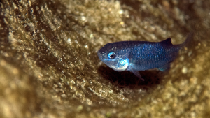 – 20240509devils hole pupfish