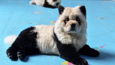 – 20240510china panda dogs 2019