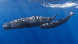 – 202405Mother and baby sperm whale