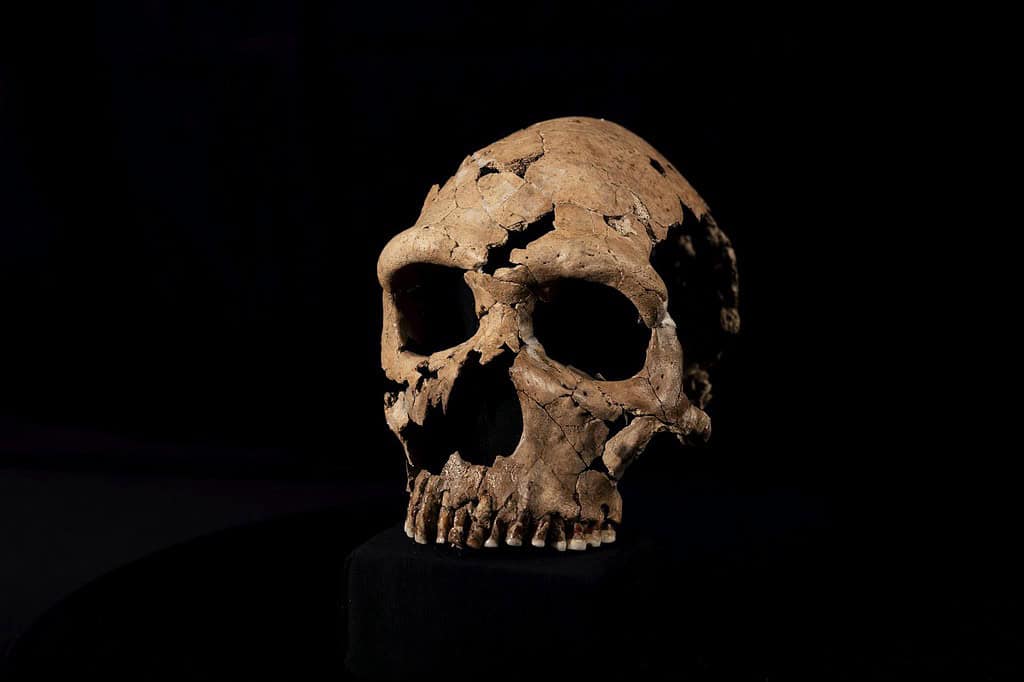 The skull of Shanidar Z, which has been reconstructed in the lab at the University of Cambridge. BBC Studios/Jamie Simonds
