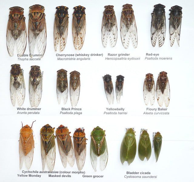 Annual cicada species from Australia.