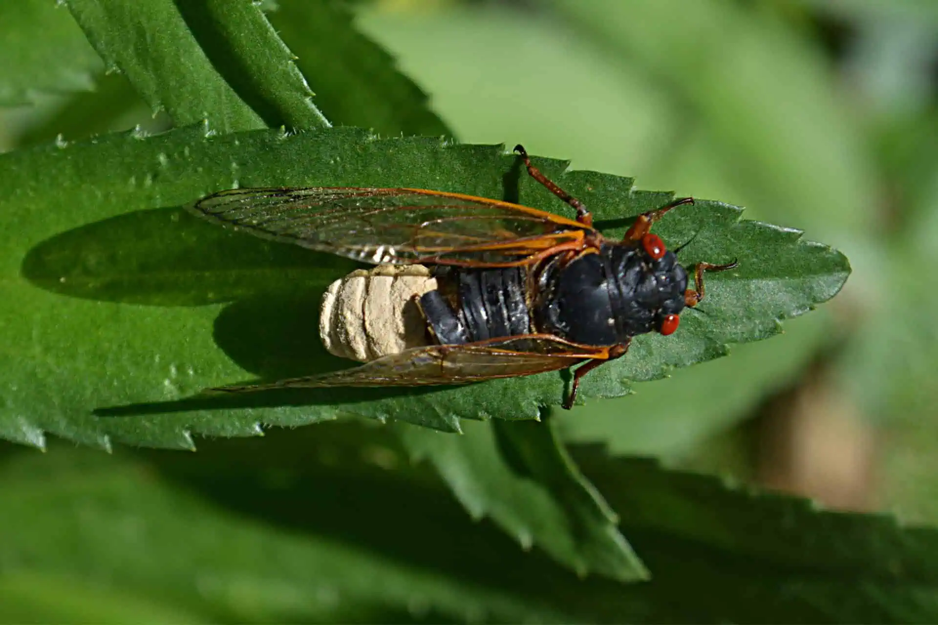 An infected cicada with the chalky fungal plug. Image credits: G. Edward Johnson/Wikimedia Commons