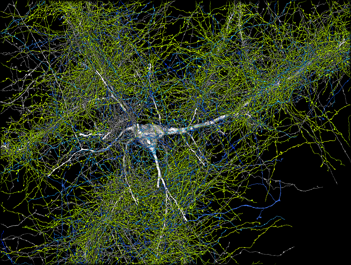 See the most detailed map of human brain matter ever created