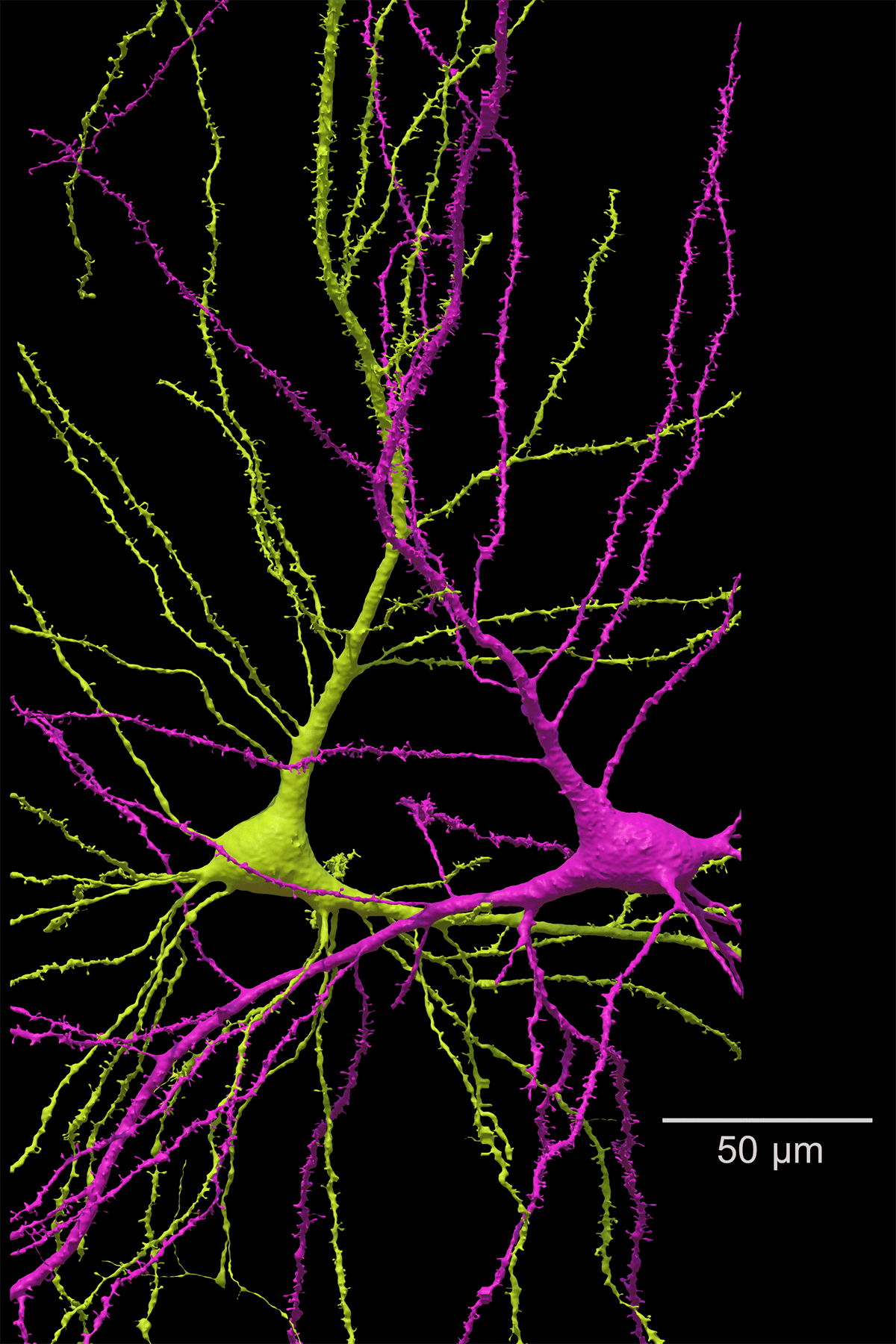 See the most detailed map of human brain matter ever created