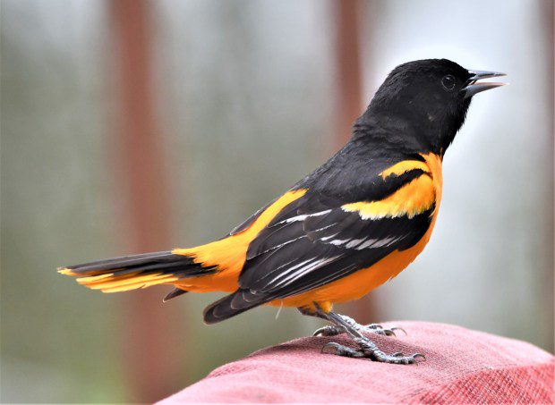 Baltimore orioles like this one are among the millions upon millions of birds that migrate each year. (Submitted photo)